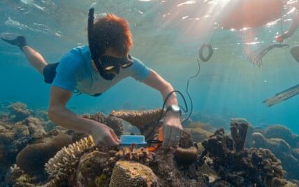 Scientists’ experiment is ‘beacon of hope’ for coral reefs on brink of global collapse