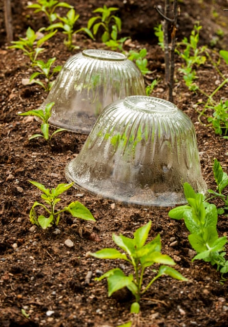 Take cover: glass bowls and cloches protect young seedlings from slugs and snails.