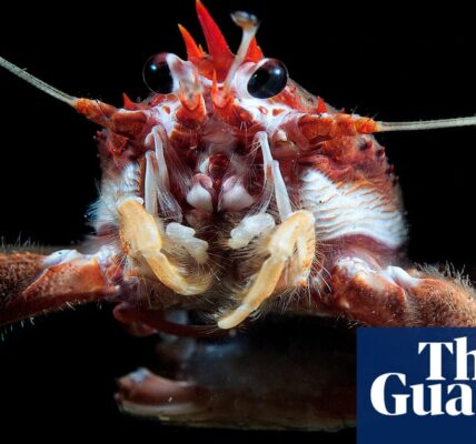 ‘Small but mighty’: how invertebrates play central role in shaping our world