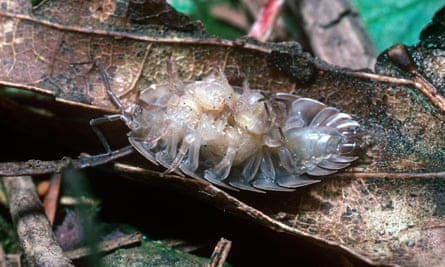 A female woodlouse on its back carrying babies, in woodland.