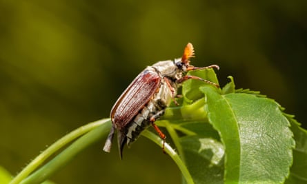 A cockchafer climbing a plant in a garden in Bedfordshire.