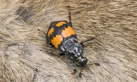 A sexton beetle.
