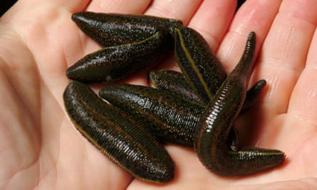 Medicinal leeches being held in cupped hands.