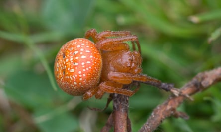 An araneus alsine, or strawberry spider.