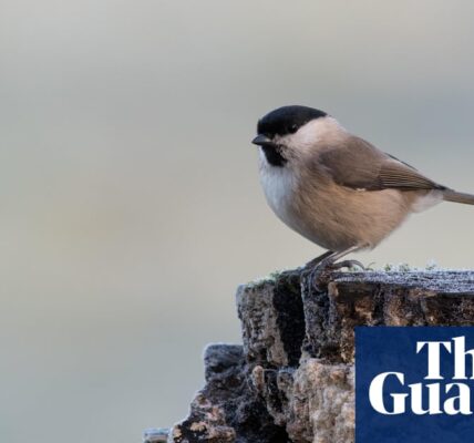 Soundscape ecology: a window into a disappearing world – podcast