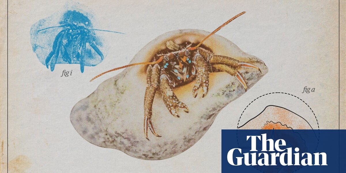 St Piran’s hermit crab – an opportunist with stunning eyes
