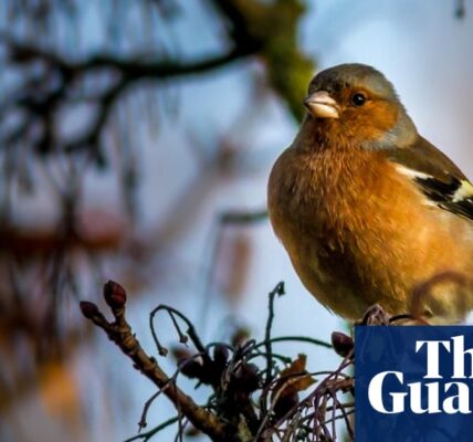 Tell us how the sound of nature is changing in your local area