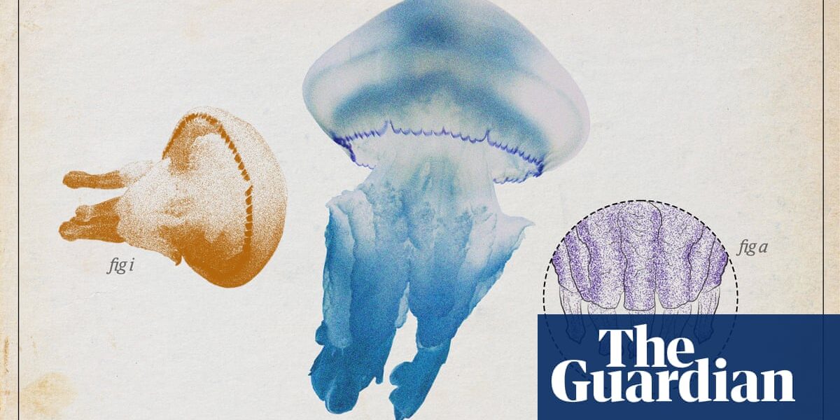 The barrel jellyfish – gentle giant of the oceans