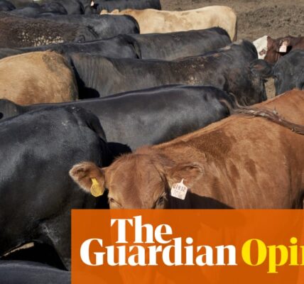 The case for paying ranchers to raise trees instead of cattle | Patrick Brown and Michael Eisen