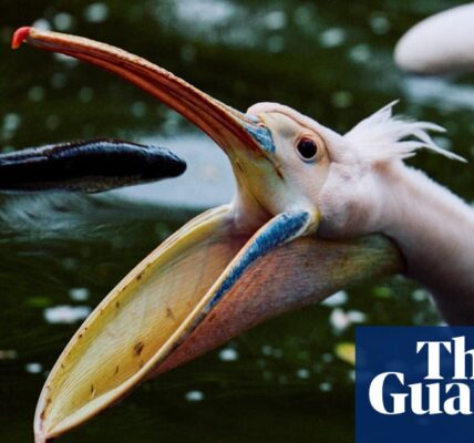 The week in wildlife – in pictures: greedy pelican and capricorn rising