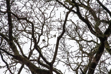 Marsh tits in the canopy in Monks Wood.