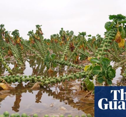 UK facing food shortages and price rises after extreme weather