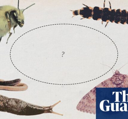 UK invertebrate of the year: vote for your favourite