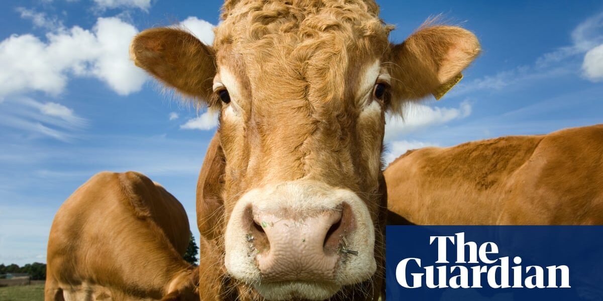 UN livestock emissions report seriously distorted our work, say experts