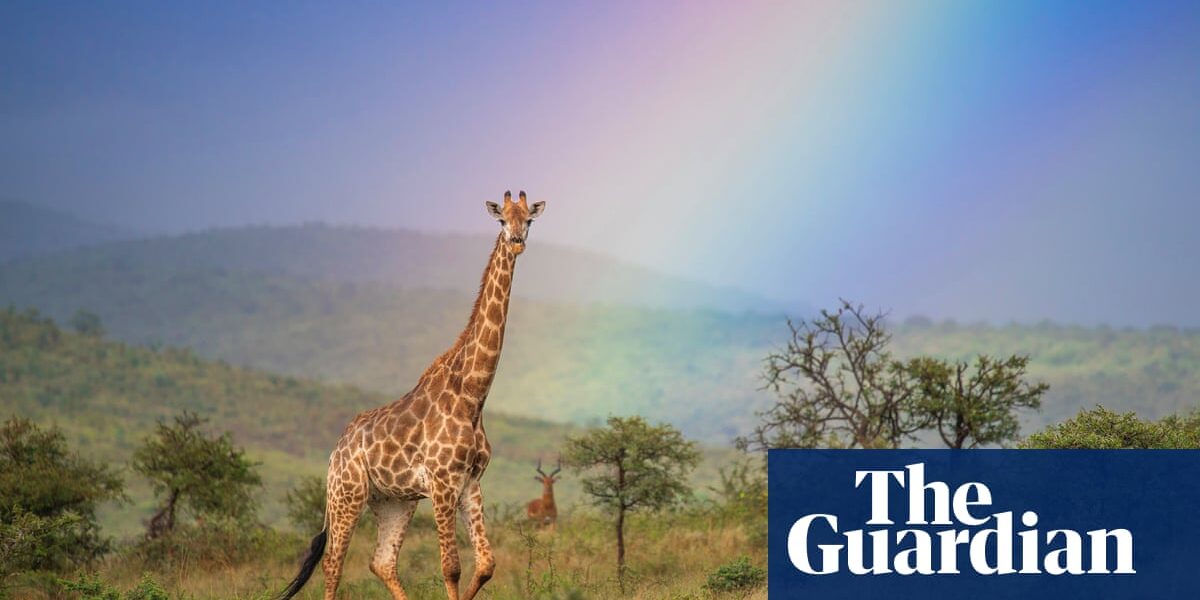 Week in wildlife – in pictures: a lazy leopard, a moonwalking elephant and hitchhiking ducklings