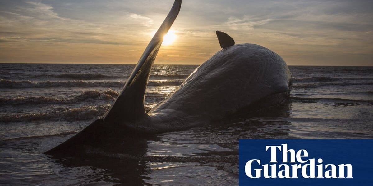 Whale Fall by Elizabeth O’Connor review – a debut with dark undercurrents