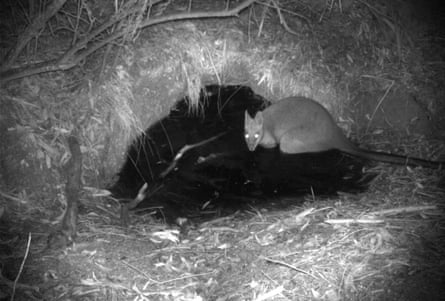A swamp wallaby (Wallabia bicolor) sitting in a wombat burrow that has filled with rainwater
