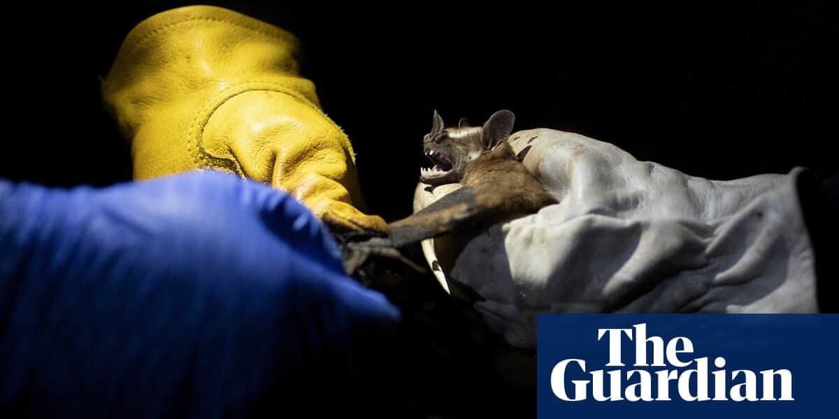 Biodiversity loss is biggest driver of infectious disease outbreaks, says study