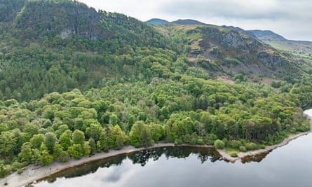 Borrowdale rainforest in Lake District declared national nature reserve