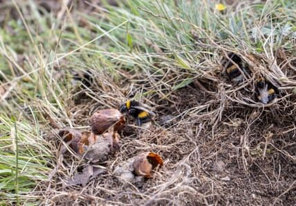 Bumblebee nests are overheating to fatal levels, study finds