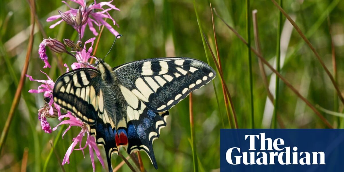 Butterflywatch: swallowtail emerges again in Norfolk despite winter floods