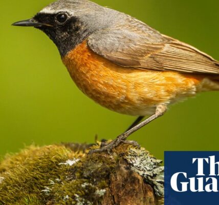 Climate disruption to UK seasons causes problems for migratory birds