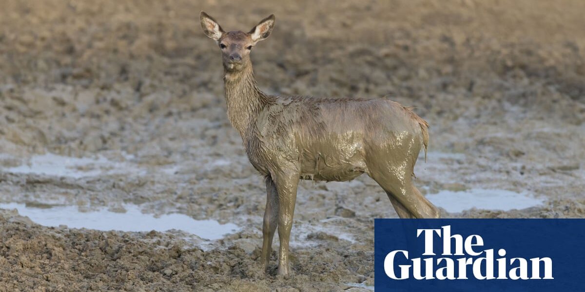 Country diary: A springtime mudbath for this herd of deer | Ed Douglas