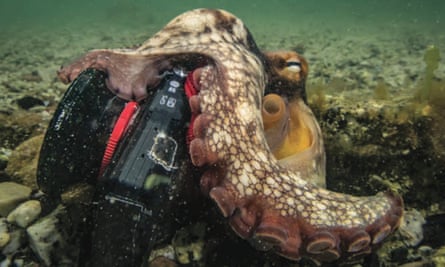 An octopus with a tentacle draped over a camera.