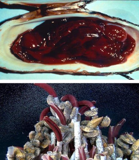 A picture of a blood-red clam and tube worms with red plumes. 