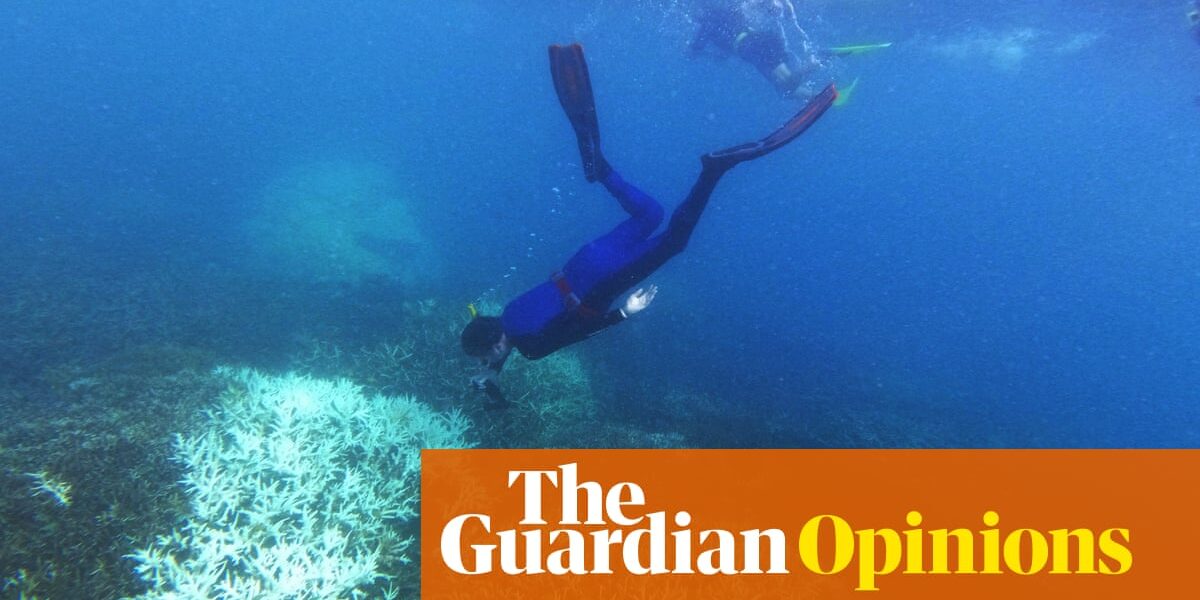 I weep for the corals, but what I saw on the Great Barrier Reef gives me hope | Kerrie Foxwell-Norton