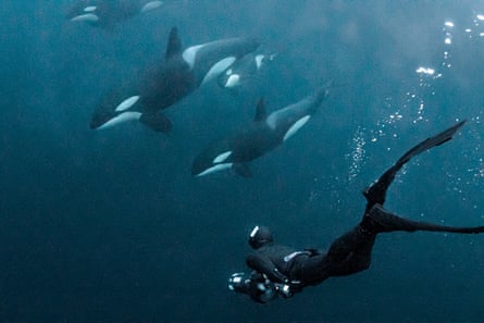 Underwater shot of a man in a wetsuit swimming with orcas