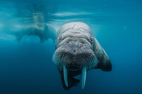 A walrus looking straight into the camera, underwater