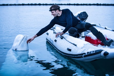 A man in a dingy strokes a beluga whale next to his boat with its head out of the water
