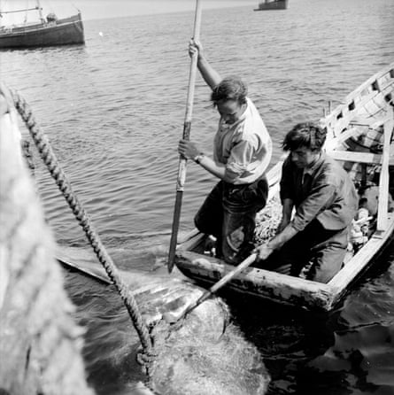 Black and white photo of two men in shirt sleeves spearing and hooking a huge fish from a small skiff