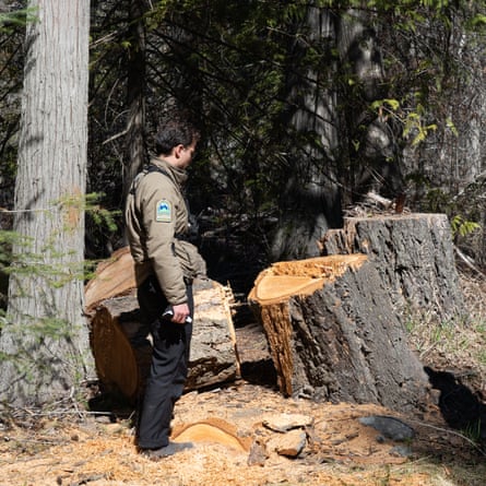 A watchman and a ranger look at freshly-cut tree stumps