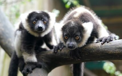 Lemur pups Nova and Evie born at Scottish safari park