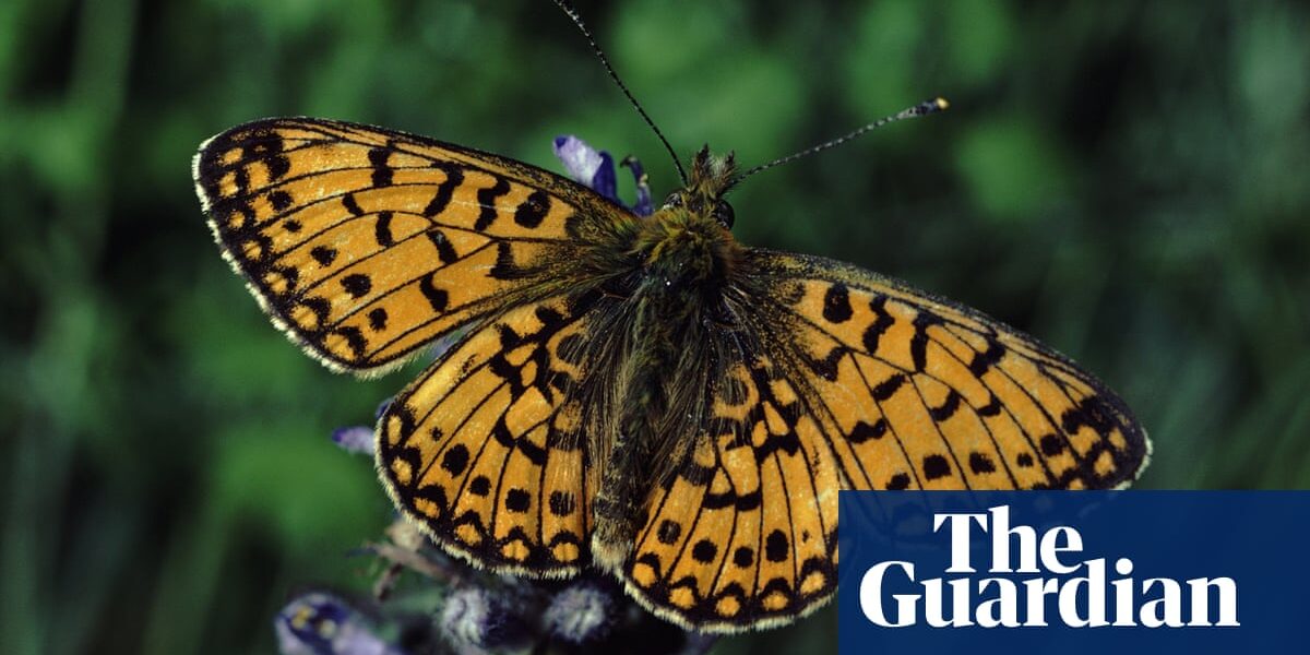 Mass planting of marsh violets key to saving rare UK butterfly, says National Trust