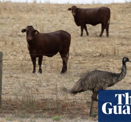 Methane emissions: Australian cattle industry suggests shift from net zero target to ‘climate neutral’ approach