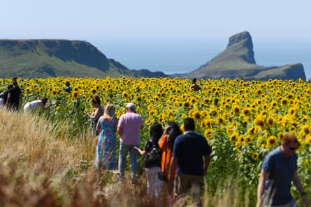 A line of people walk along the edge of a filed thickly planted with sunflowers. People can be seen among the flowers taking pictures.