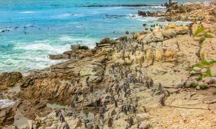 Hundreds of penguins stand on a rocky shore