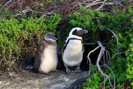 A chick stands next to an adult penguin in the shelter of a bush. The chick is almost as tall as the adult but has brown, downy plumage.