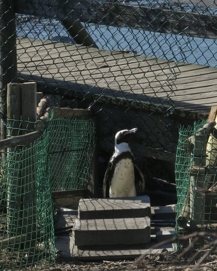 Penguins in peril: why two bird charities are taking South Africa’s environment minister to court