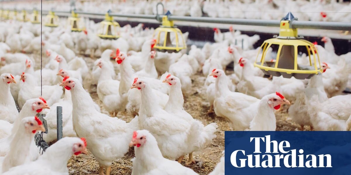 Post-Brexit rules on antibiotic use on farms water down EU laws, experts say