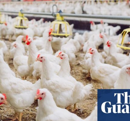 Post-Brexit rules on antibiotic use on farms water down EU laws, experts say