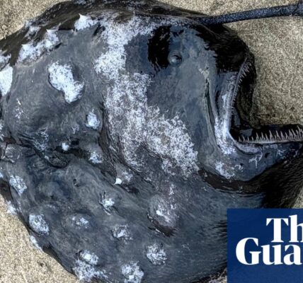 Rare and ‘unusual’ deep-sea anglerfish washes up on Oregon beach for first time ever
