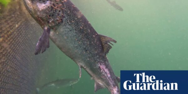 Scottish salmon industry challenged over move to drop ‘farmed’ from labels