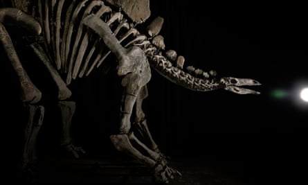 ‘Virtually complete’ Stegosaurus fossil to be auctioned at Sotheby’s geek week