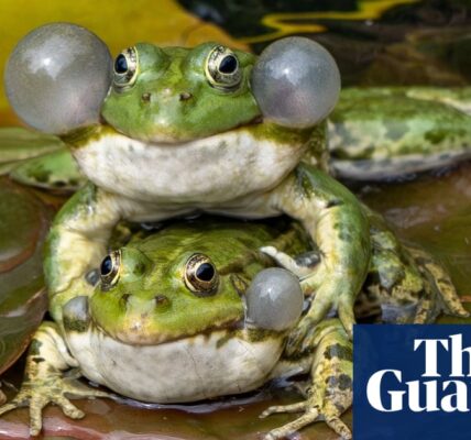 Week in wildlife – in pictures: amorous frogs, battling stallions and an overaffectionate jaguar