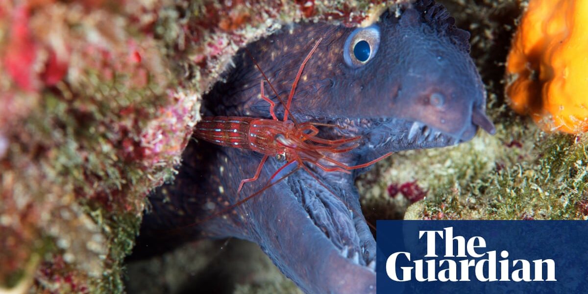 Week in wildlife – in pictures: an eel gets a shock, bees take Manhattan and a possum on the pitch