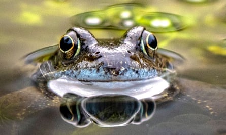 A frog in a garden pond.